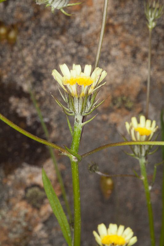 Tolpis umbellata bark