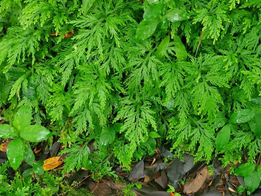 Selaginella delicatula leaf