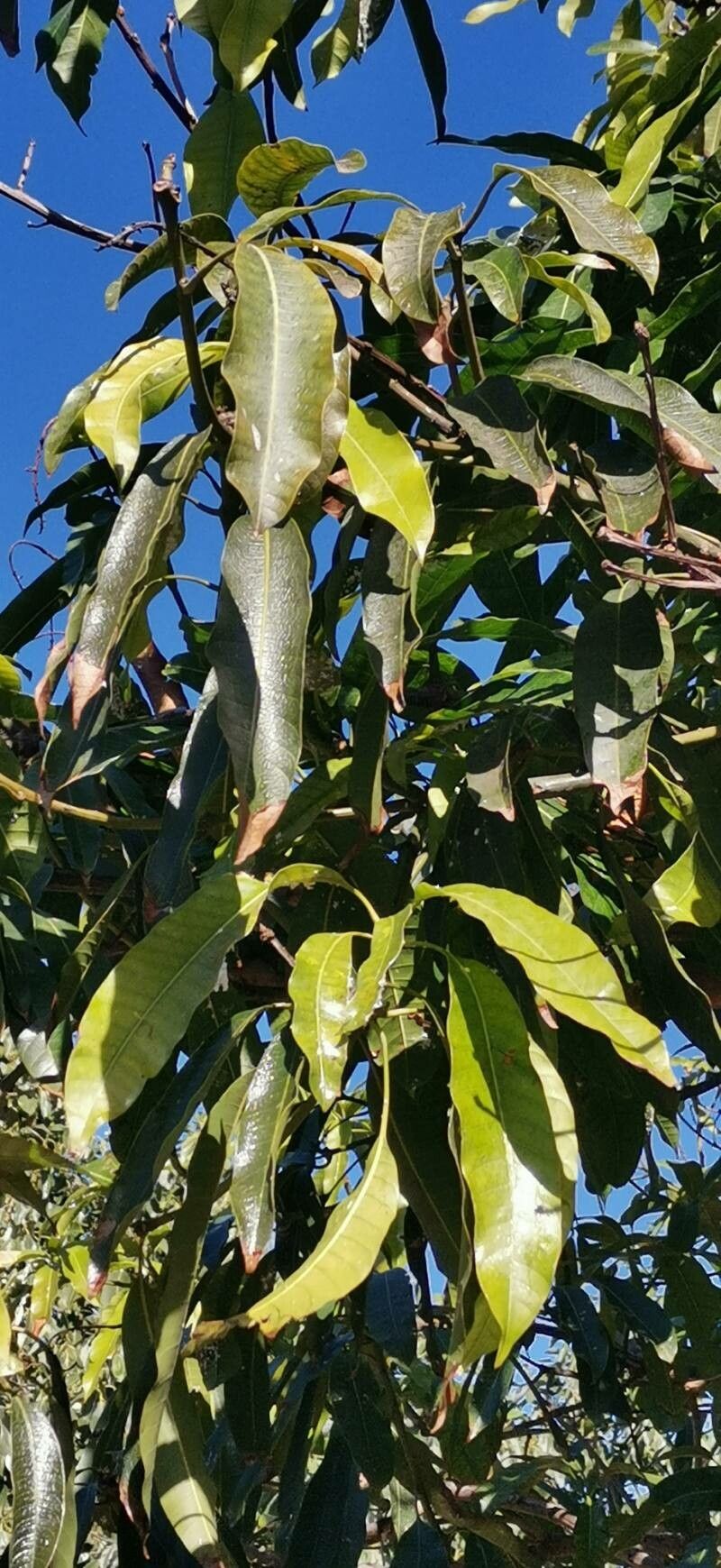 Mangifera zeylanica leaf