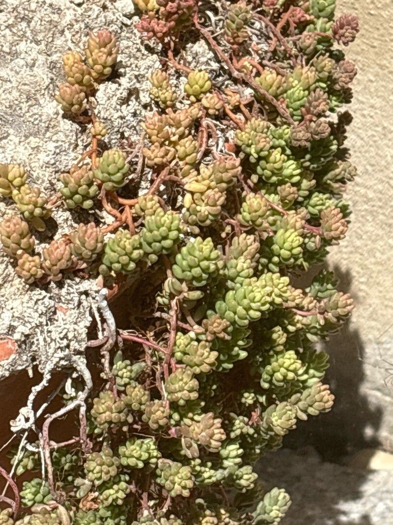 Sedum gypsicola leaf