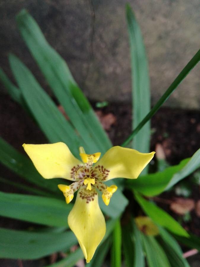 Trimezia steyermarkii flower
