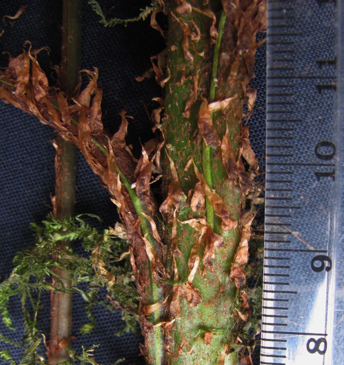 Lomariopsis maxonii bark