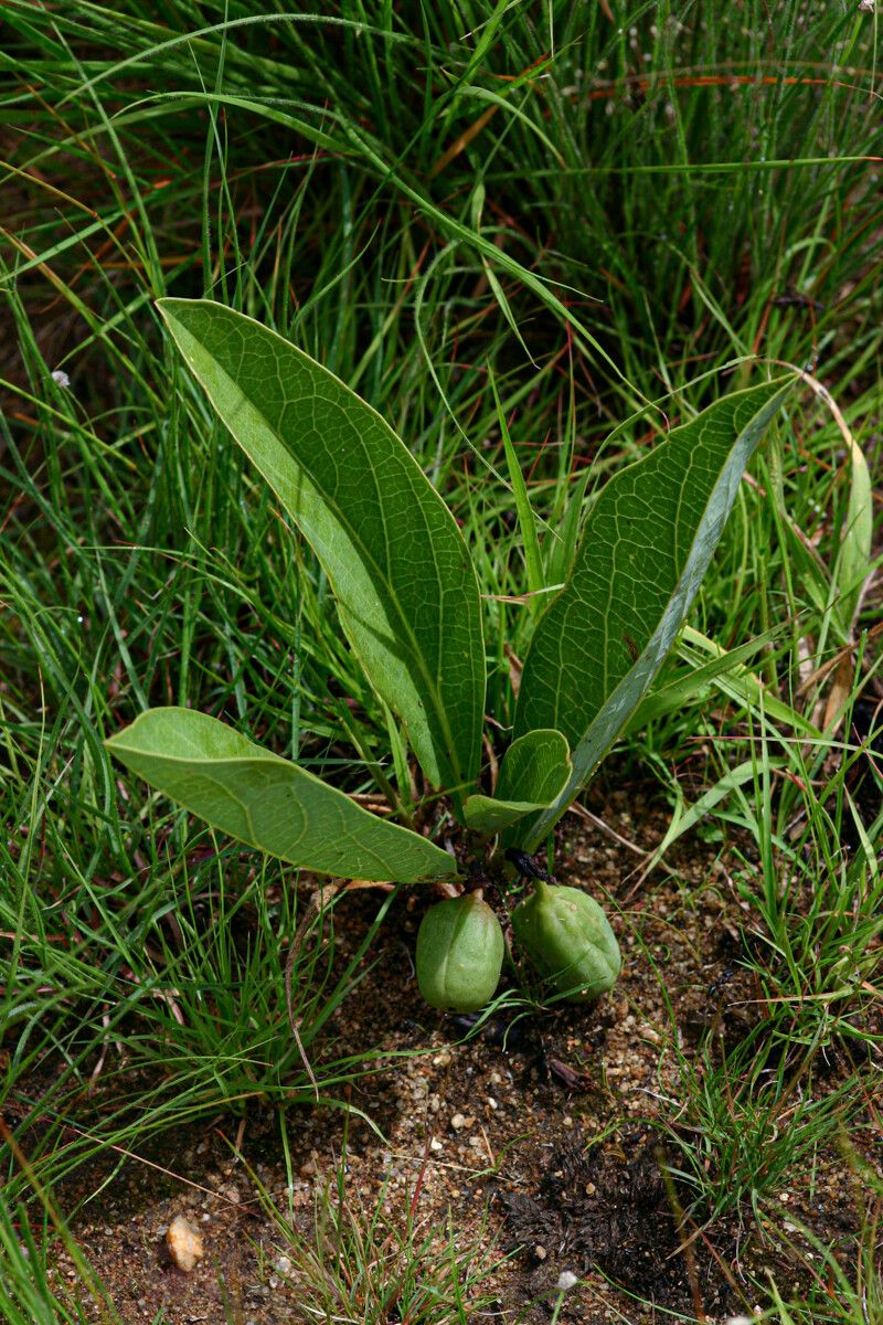 Adenia goetzei fruit