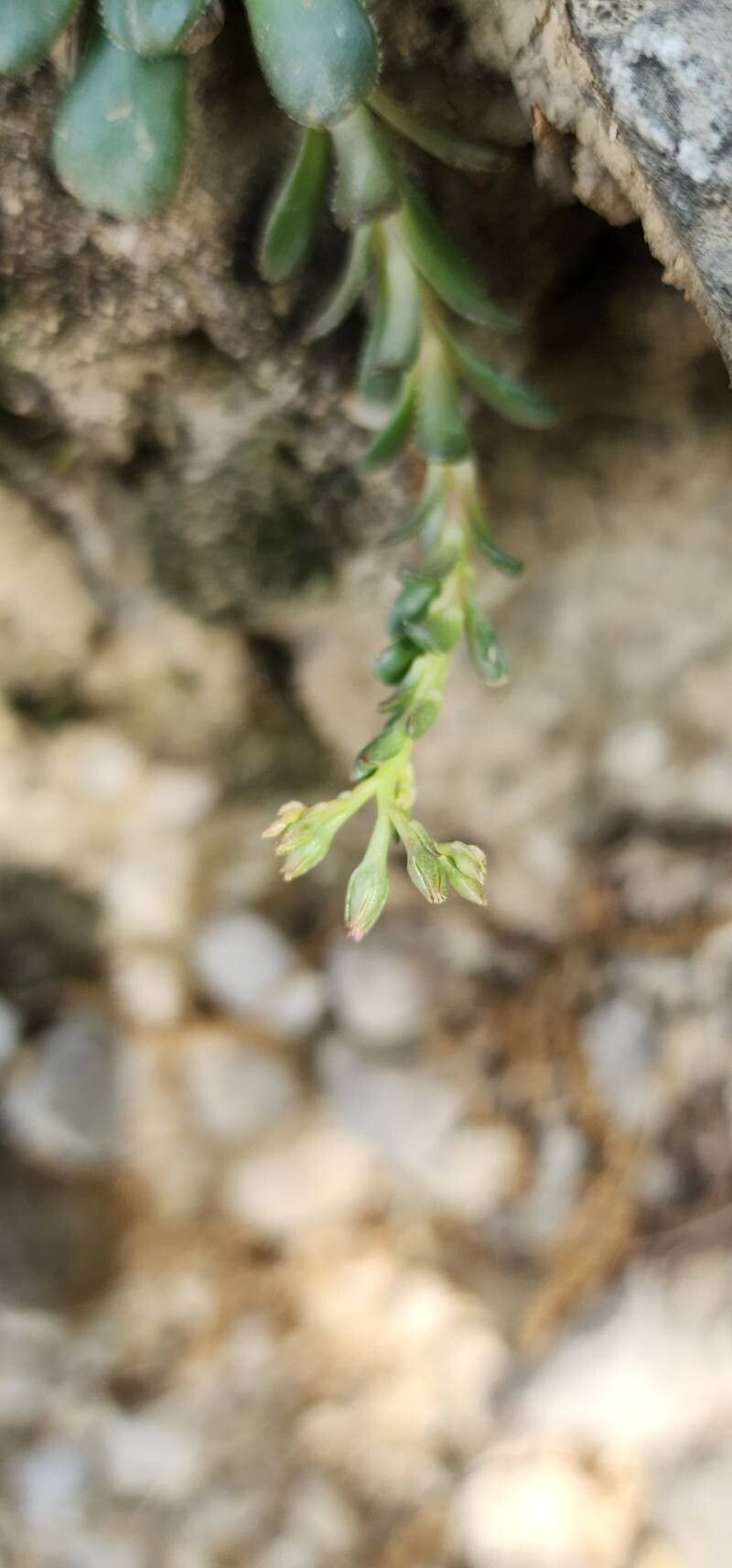 Rosularia sempervivum flower
