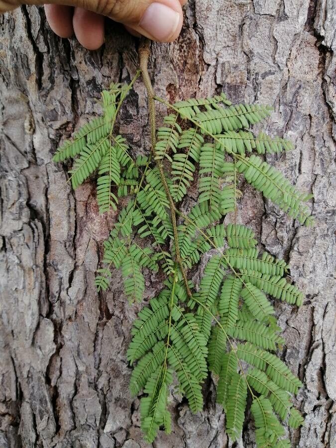 Libidibia coriaria — search result for 'Caesalpinia'