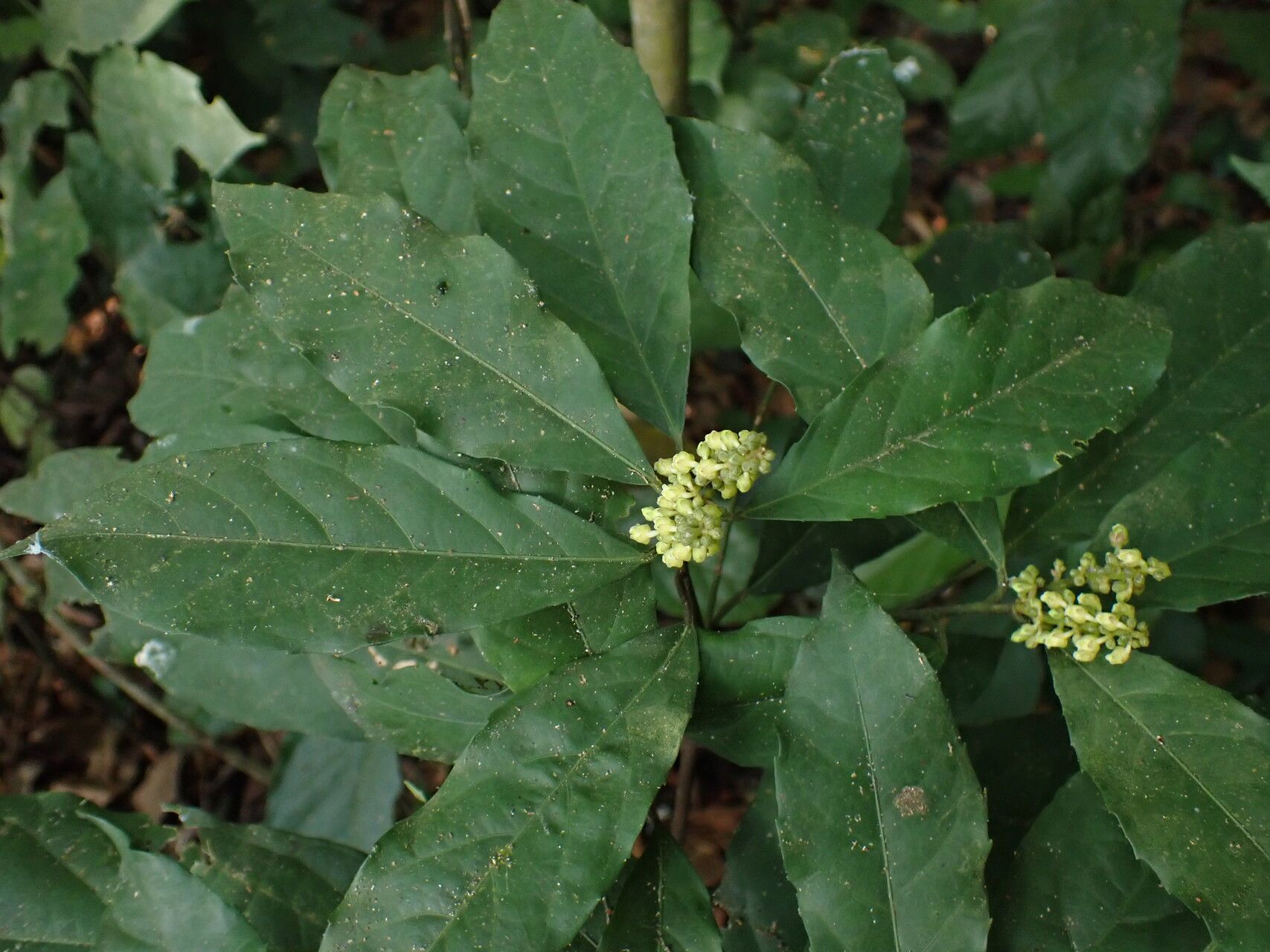 Rinorea subintegrifolia leaf