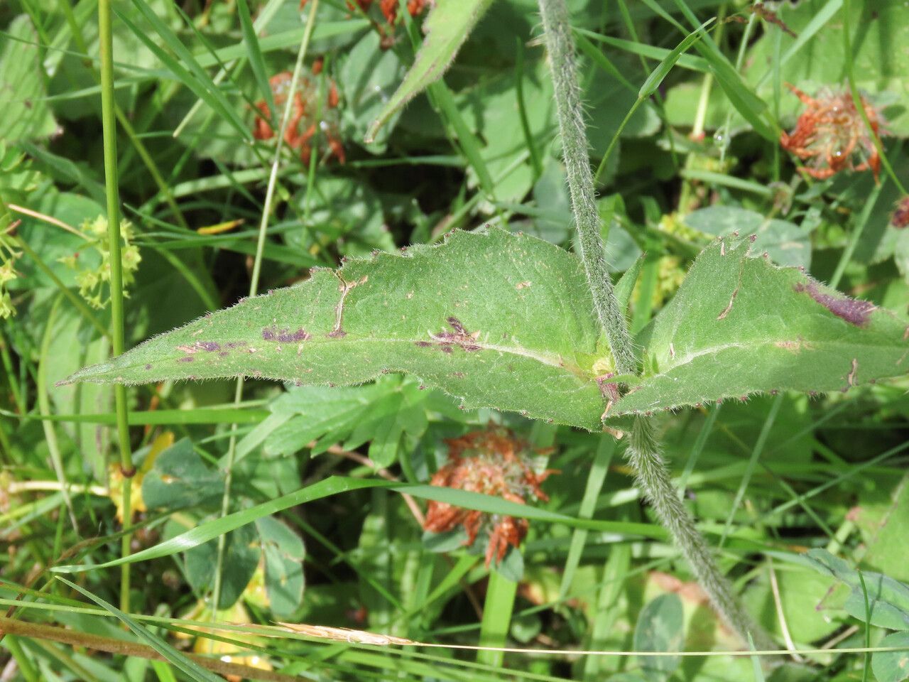 Knautia maxima leaf