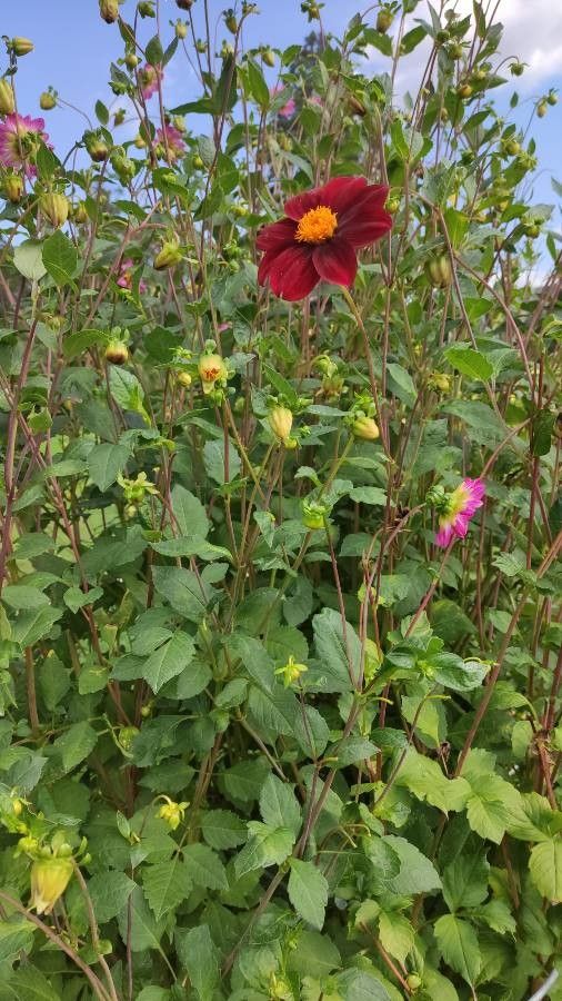 Dahlia coccinea habit
