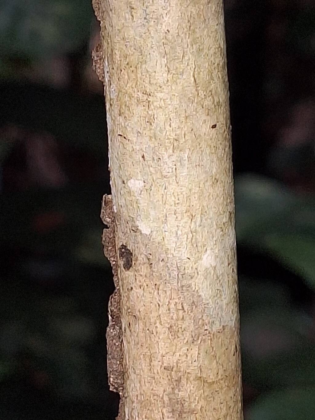 Xylopia letestui bark