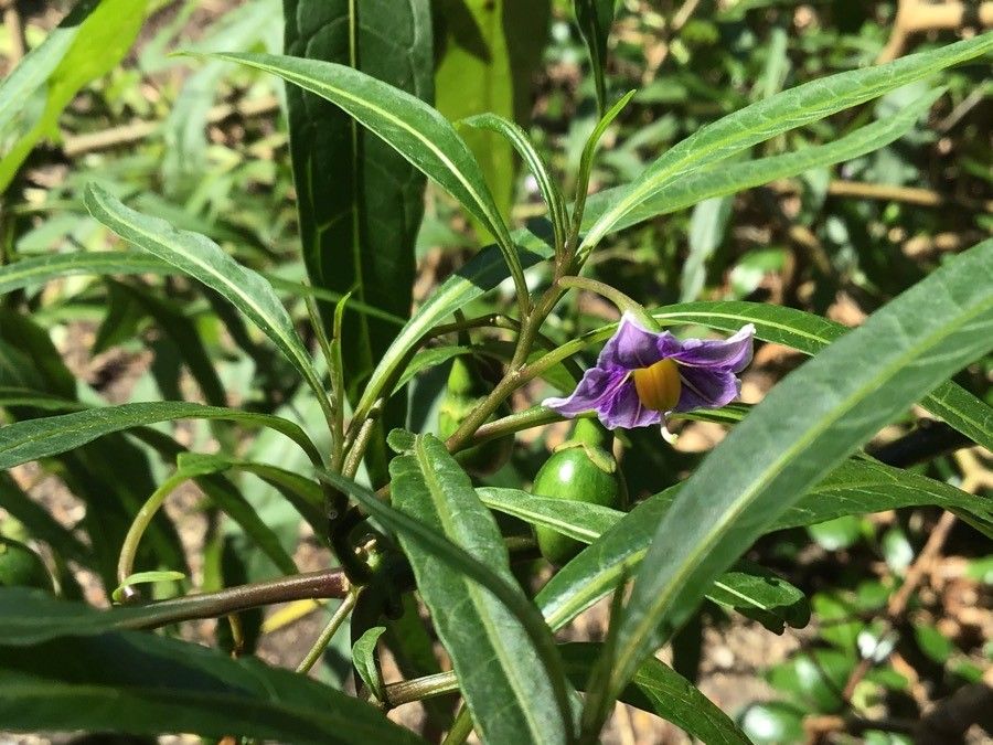 Solanum aviculare flower