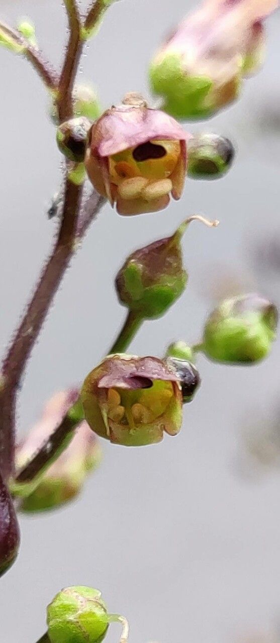 Scrophularia oblongifolia flower