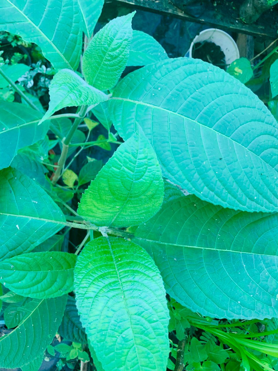 Trichanthera gigantea — search result for 'Cambodia'