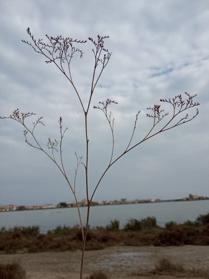 Limonium narbonense fruit