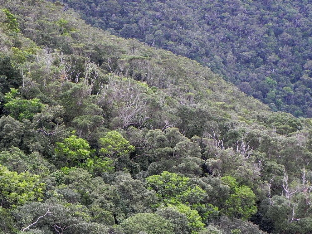 Nothofagus baumanniae habit