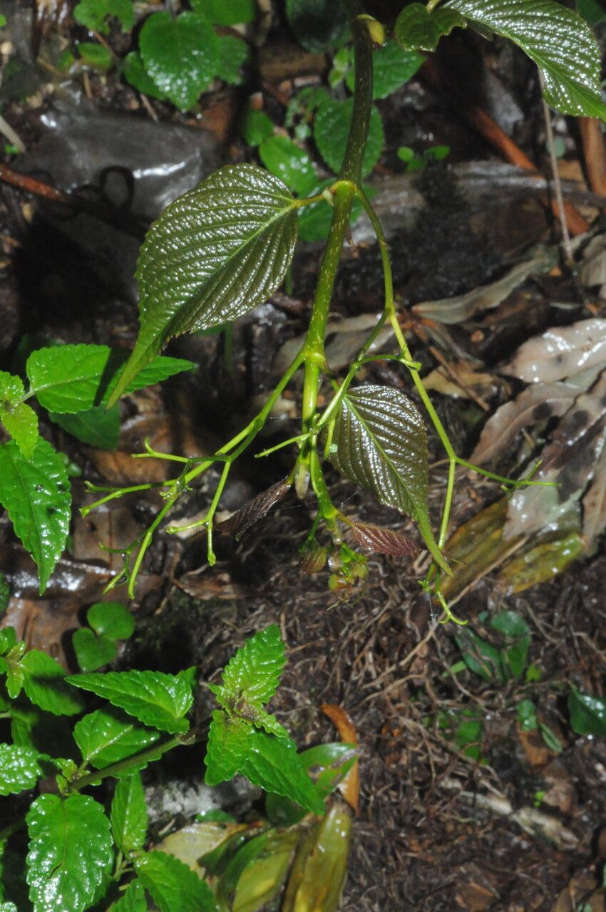 Parthenocissus semicordata habit