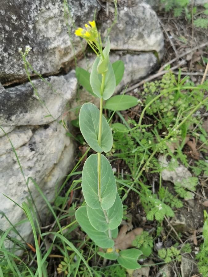 Conringia austriaca — related species from the same genus