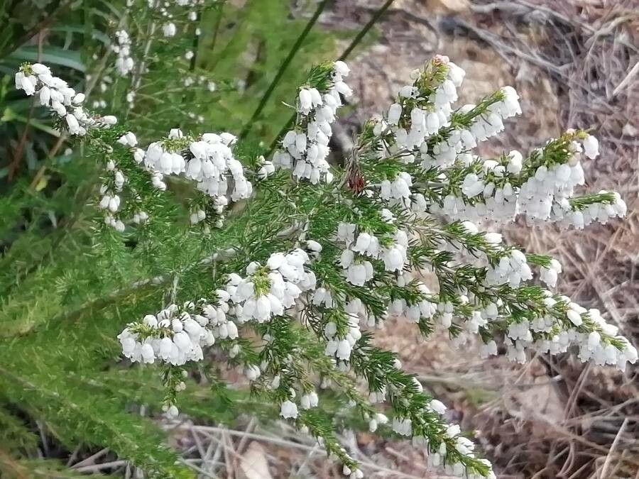 Erica lusitanica flower