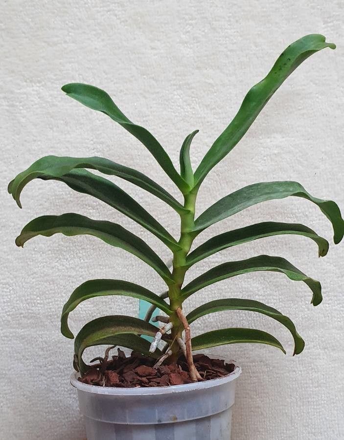 Aerangis ellisii — search result for 'Aerangis'