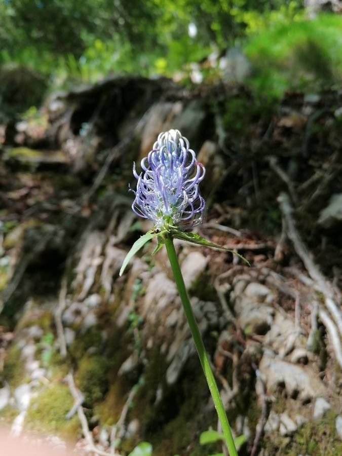 Phyteuma pyrenaicum flower