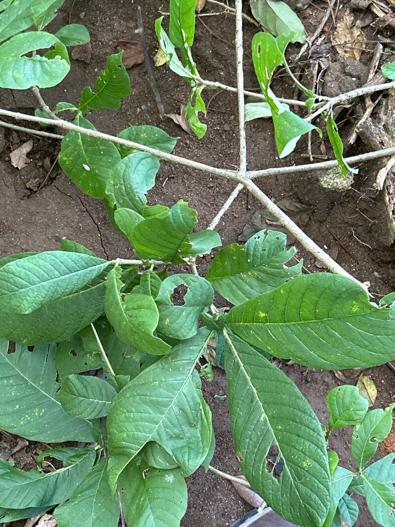 Tabernaemontana glabra — search result for 'Tabernaemontana'