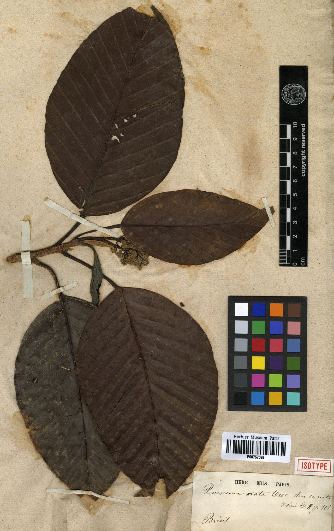 Pourouma ovata — houseplant care guide