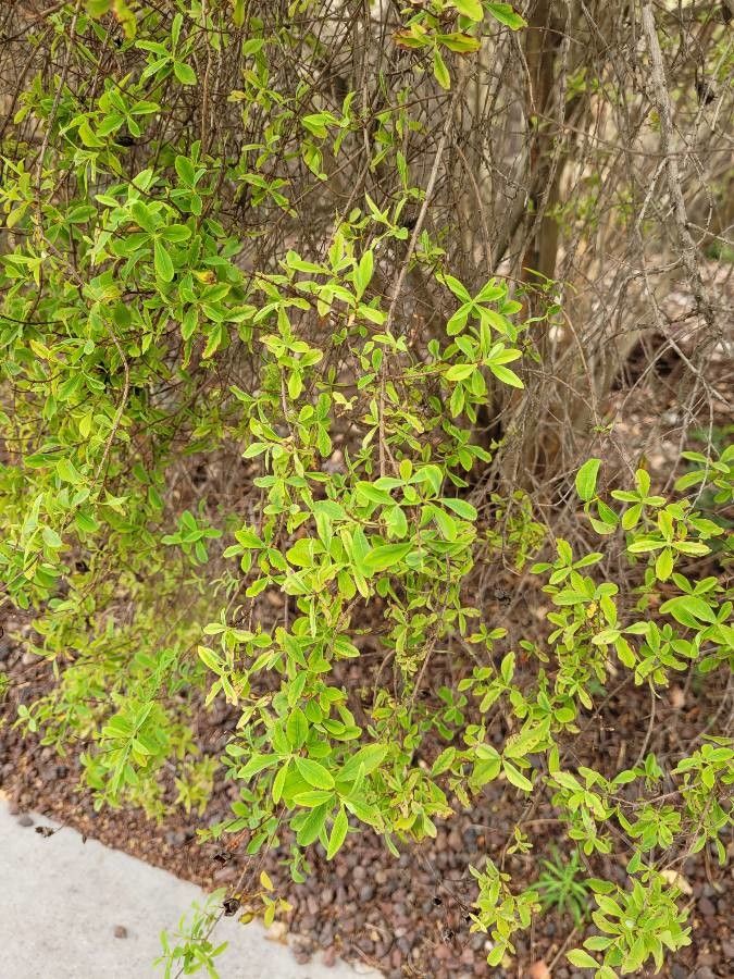 Hypericum × caesariense — houseplant care guide