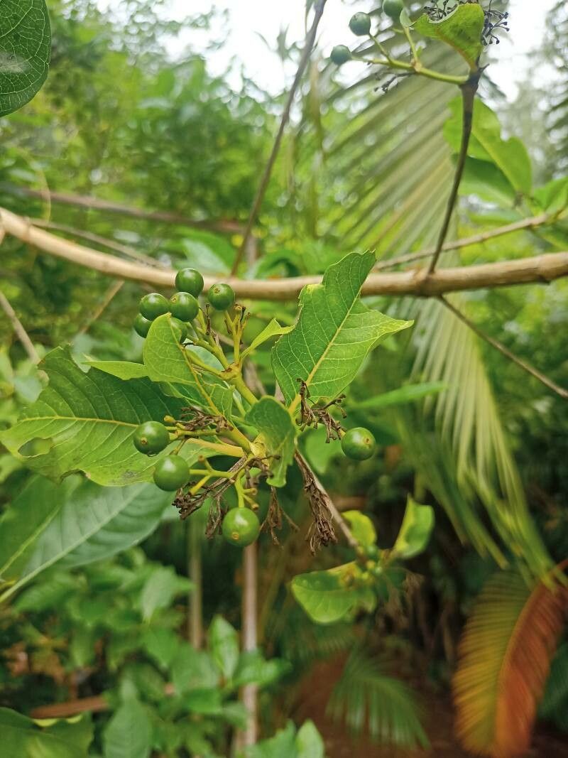 Rauvolfia viridis fruit