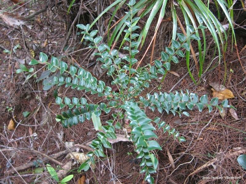 Phyllanthus tixieri habit