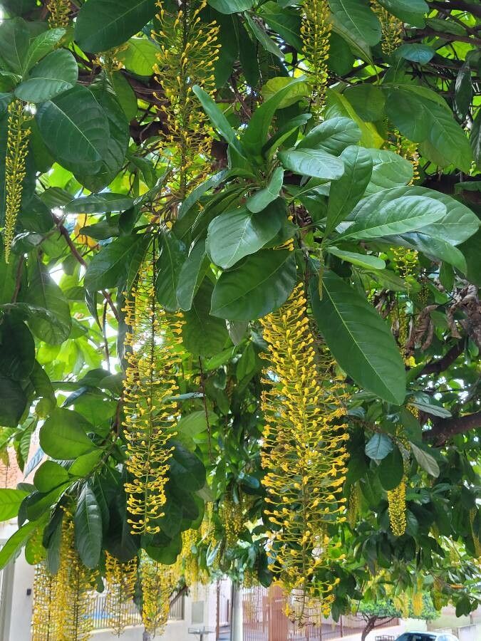 Lophanthera lactescens flower