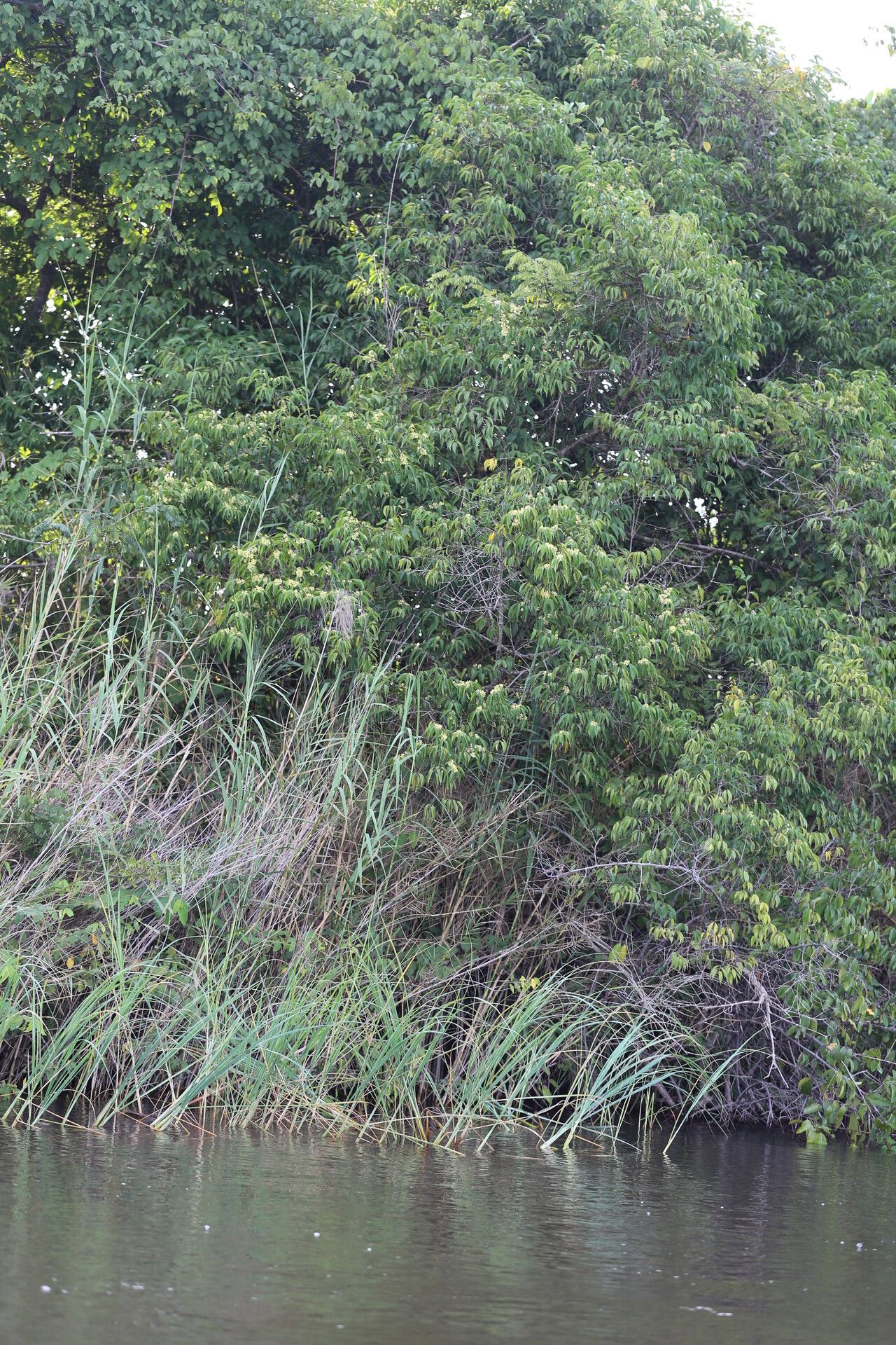 Strychnos xantha habit