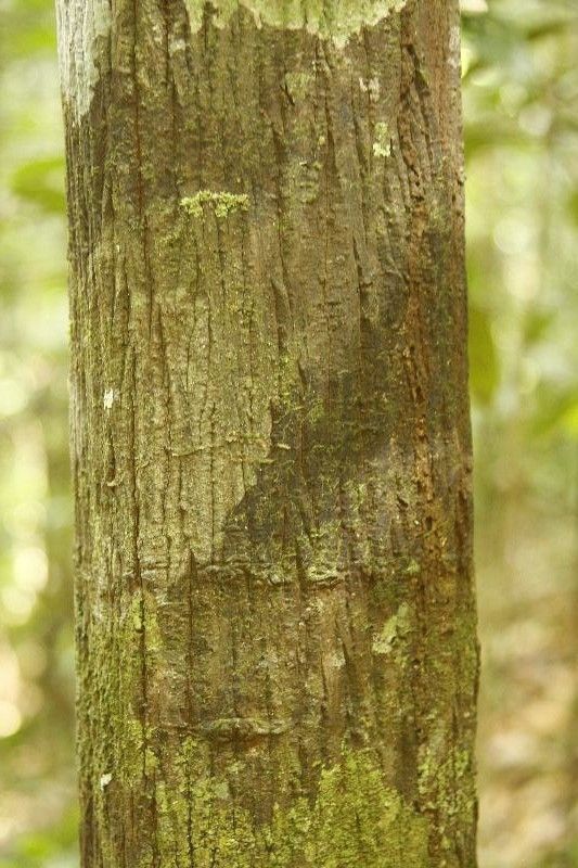 Unonopsis rufescens bark