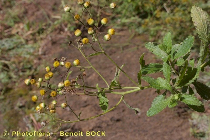 Conyza pannosa — search result for 'Conyza'