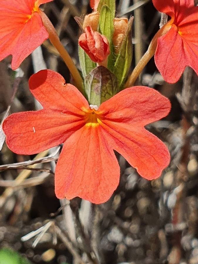 Crossandra massaica flower
