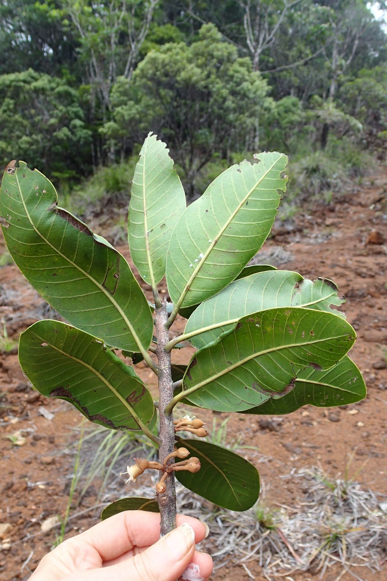Pycnandra schmidii habit