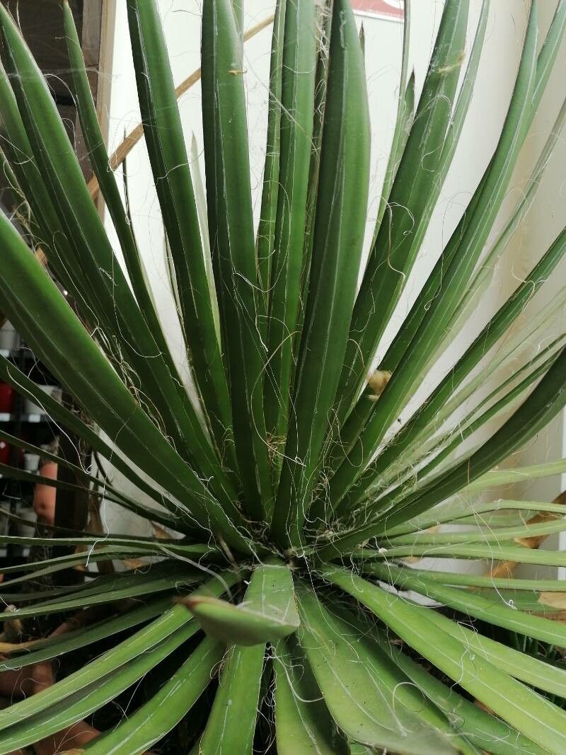 Agave filifera leaf