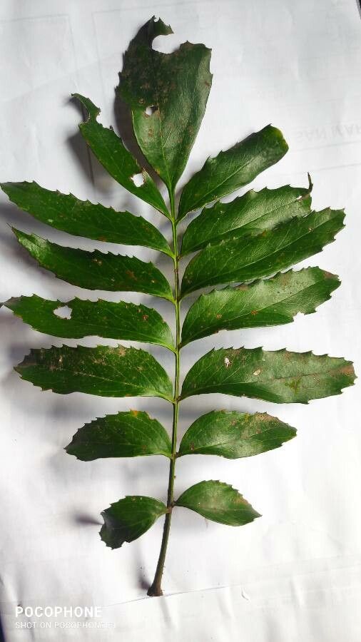 Roupala asplenioides — related species from the same genus