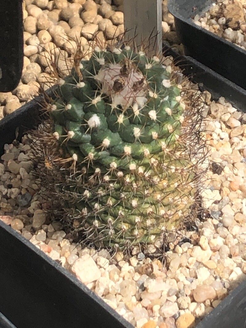 Turbinicarpus laui — houseplant care guide