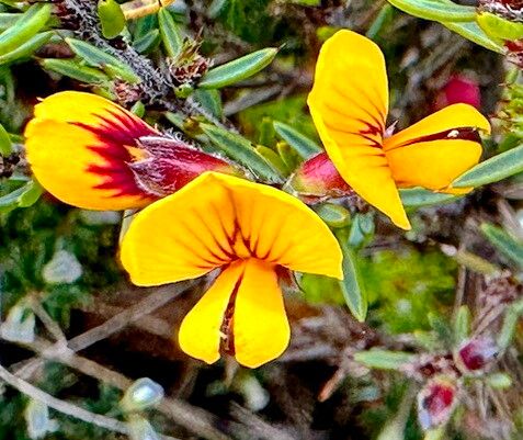 Pultenaea juniperina — houseplant care guide