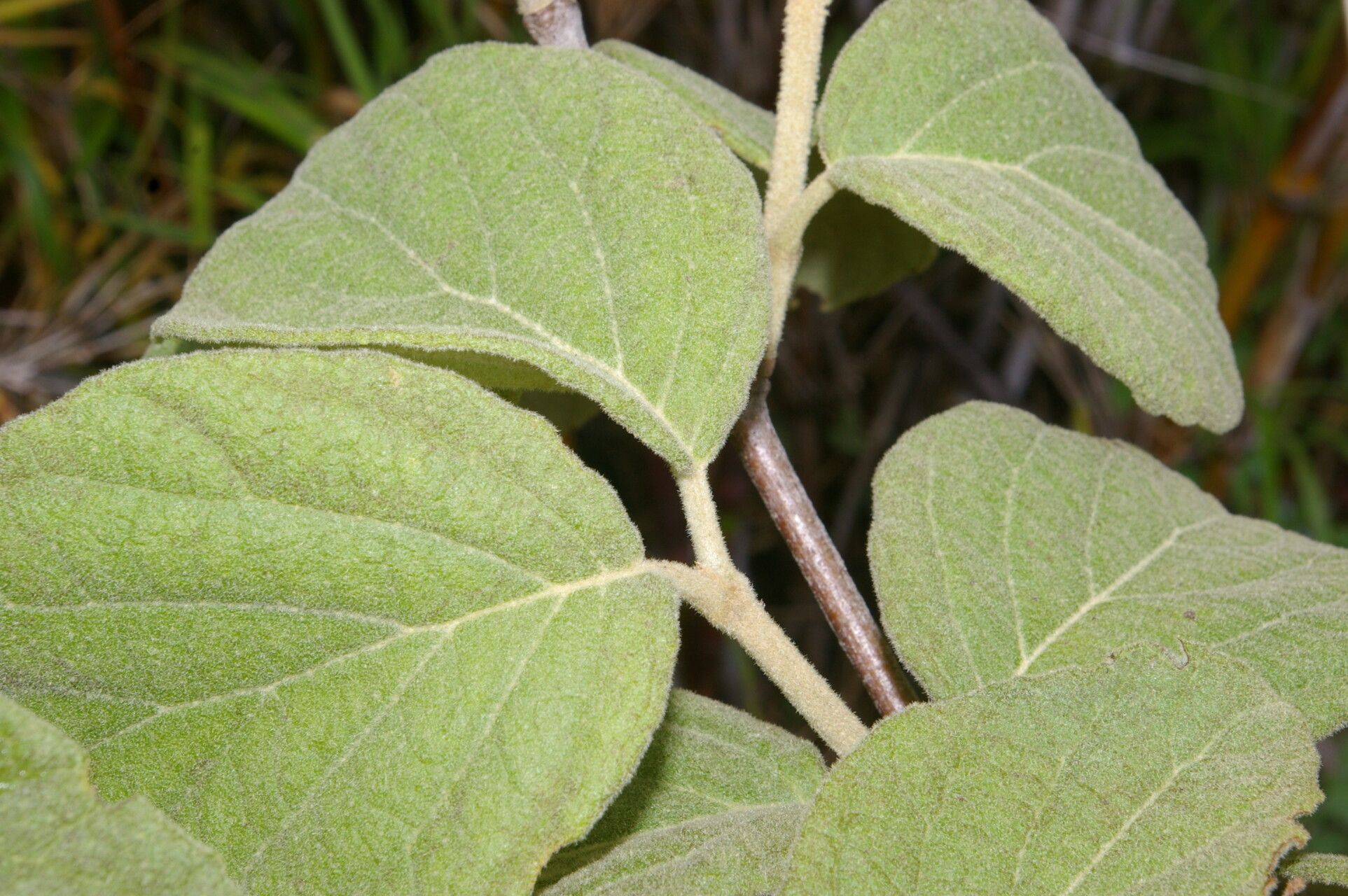 Viburnum stellatotomentosum leaf