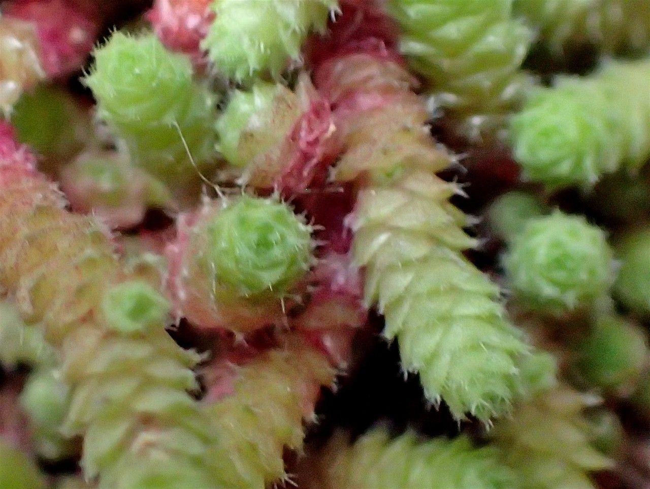 Sedum humifusum fruit