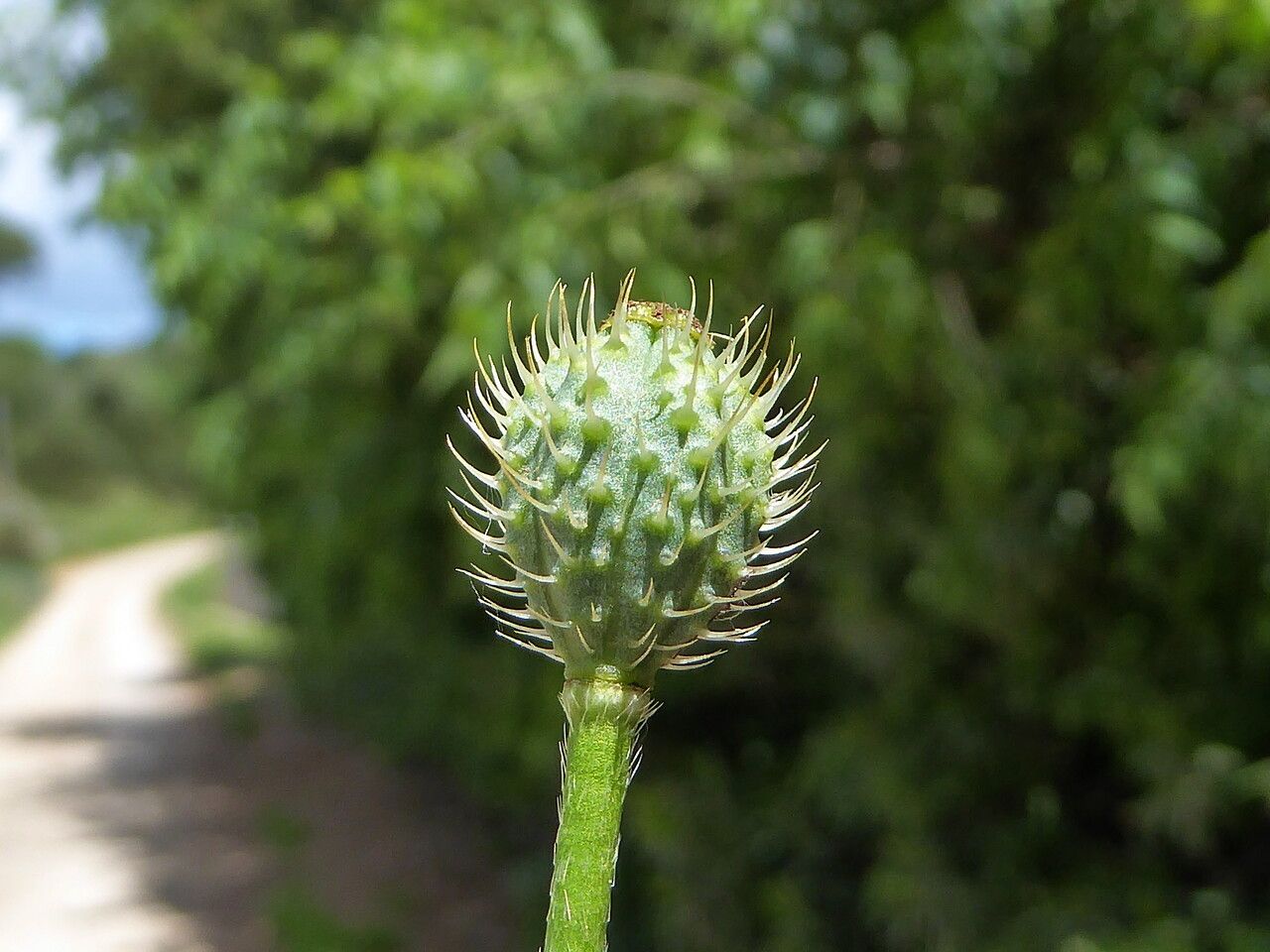 Papaver hybridum fruit