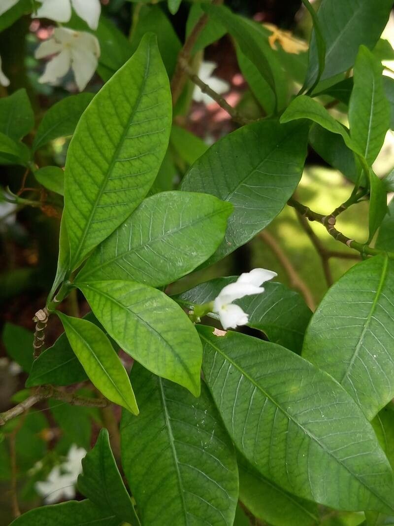 Tabernaemontana pandacaqui — search result for 'Philippines'