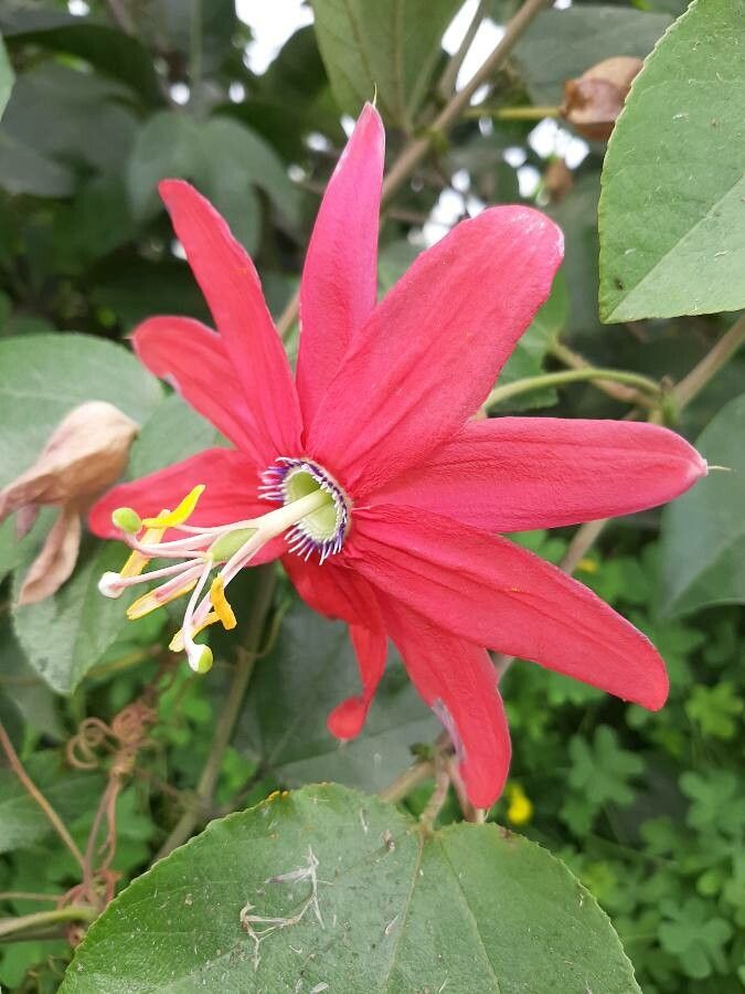 Passiflora manicata flower