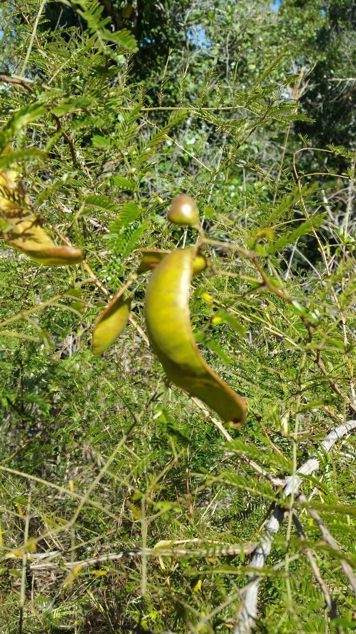 Mimosa vilersii leaf