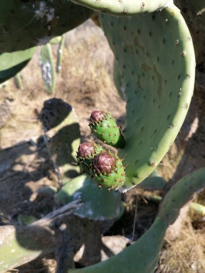 Opuntia tomentosa fruit