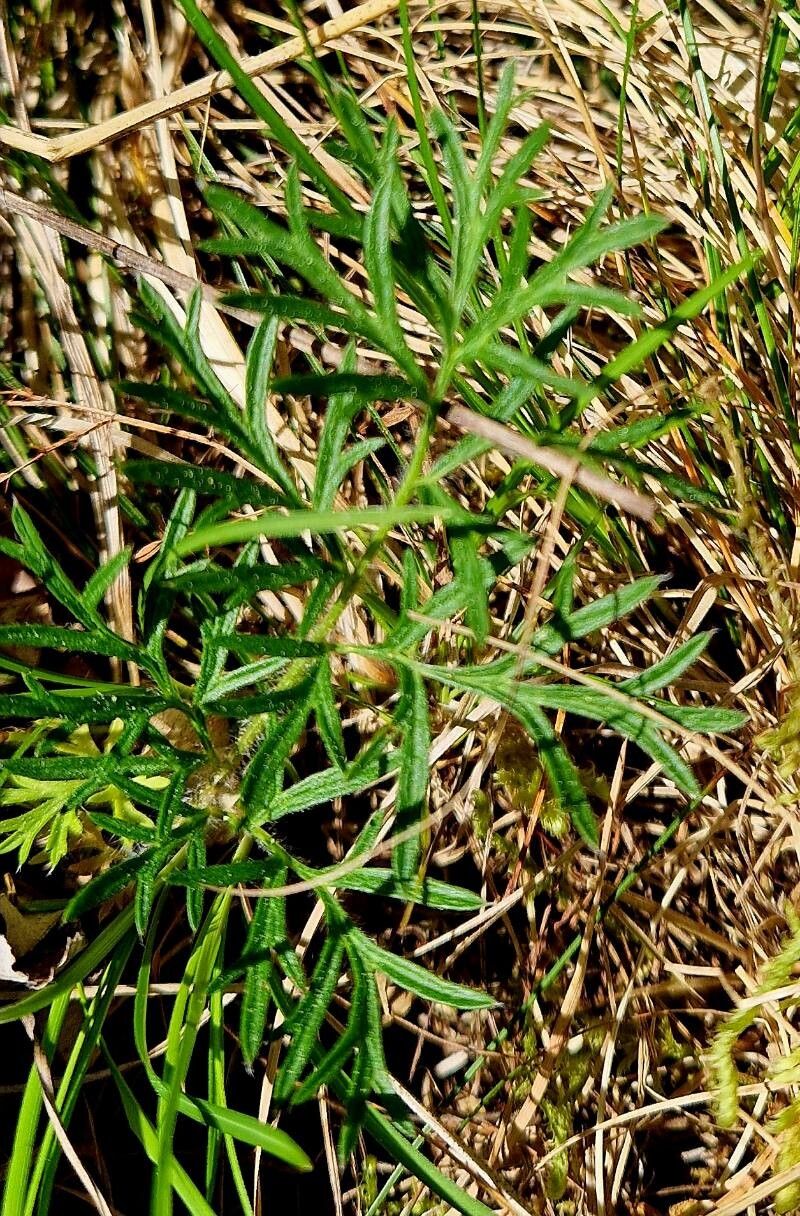 Pulsatilla montana leaf