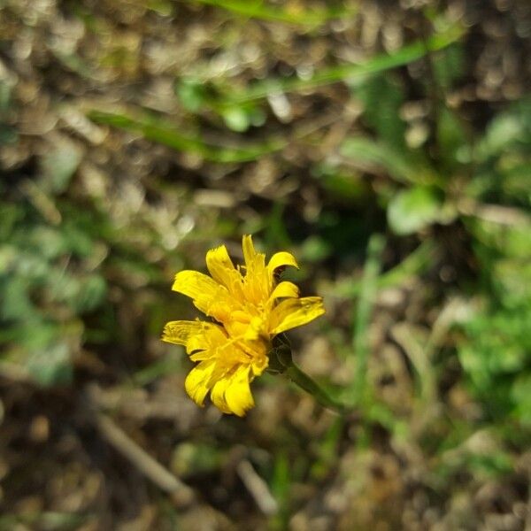 Crepis bellidifolia flower