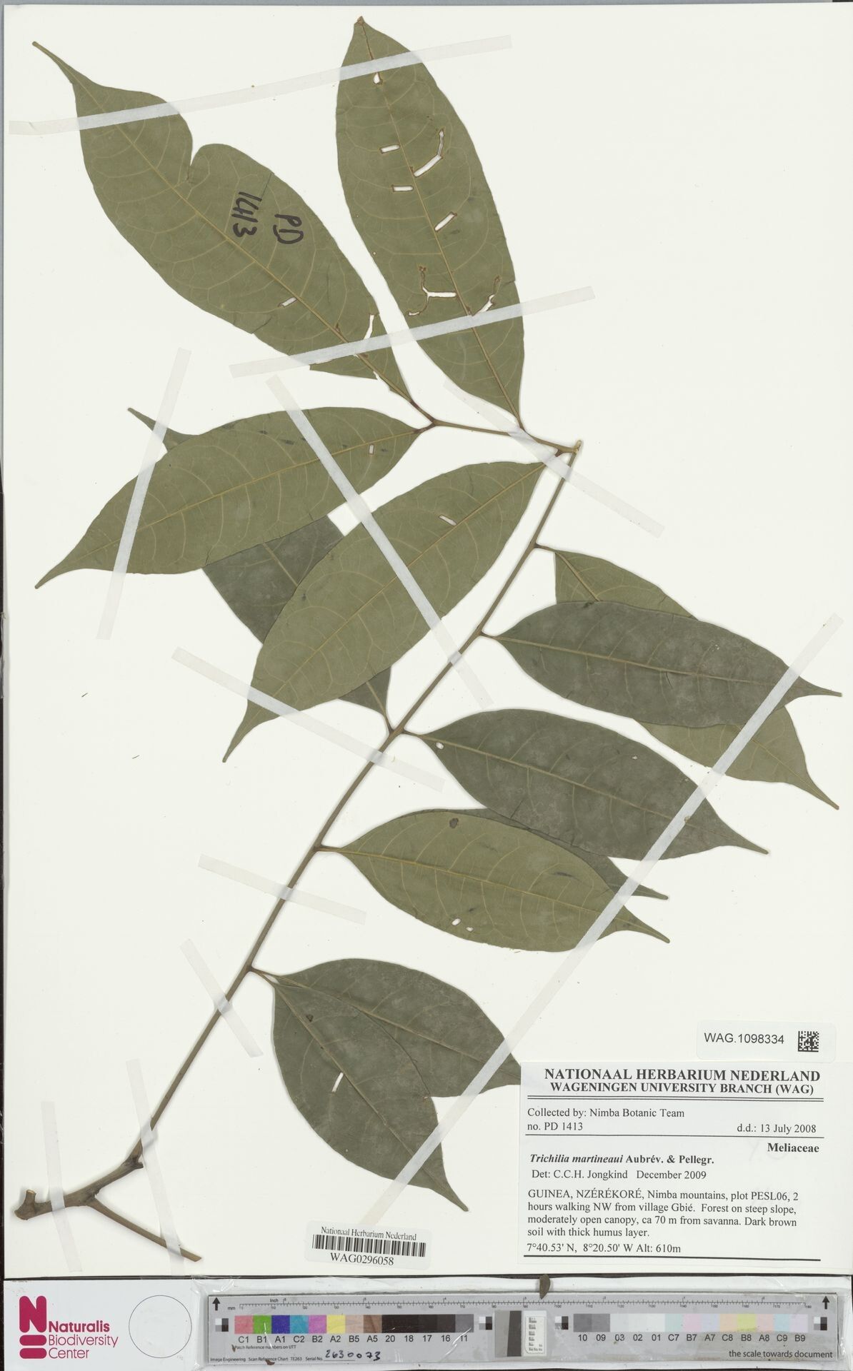 Trichilia martineaui — houseplant care guide