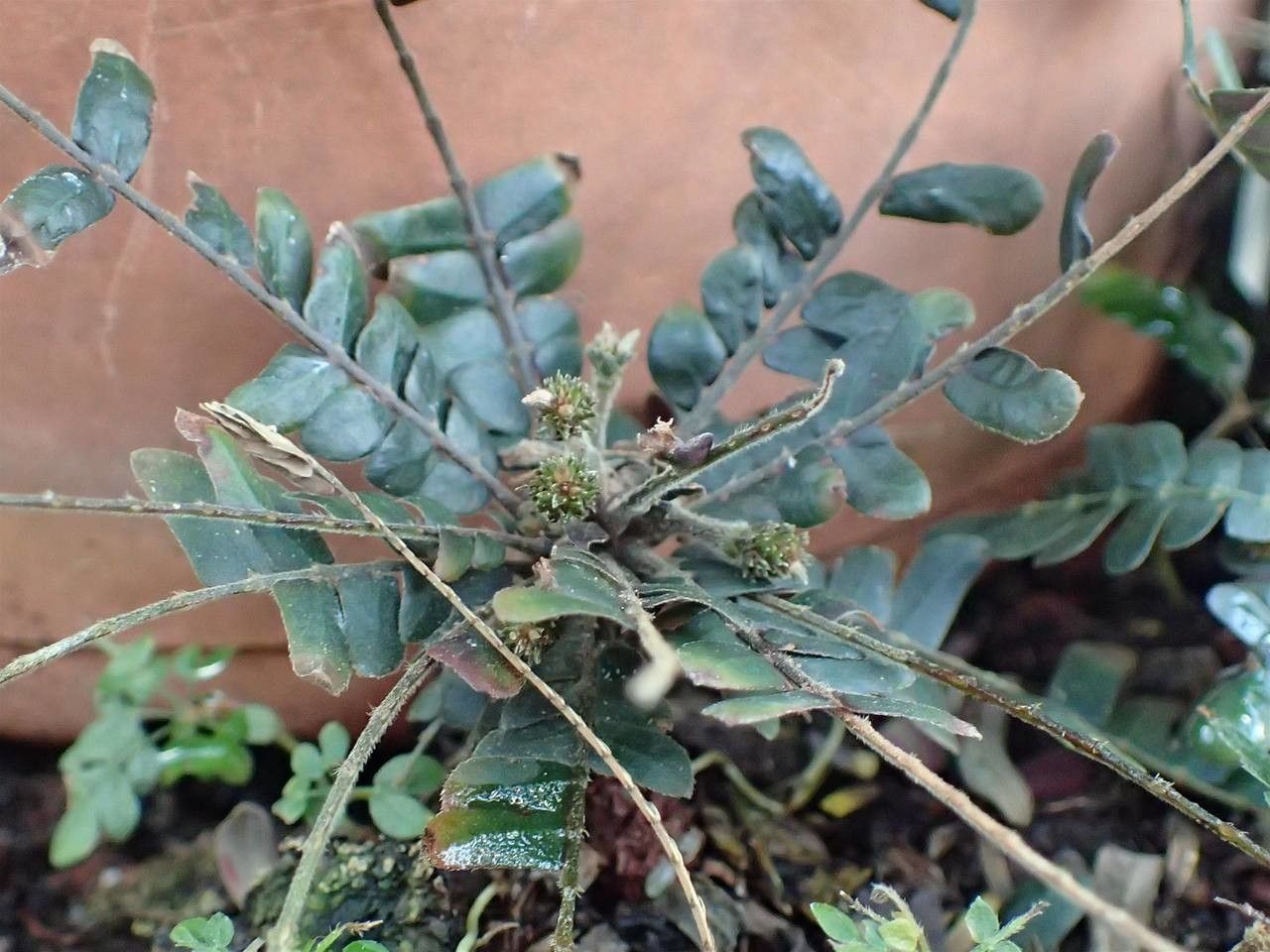 Biophytum zenkeri habit