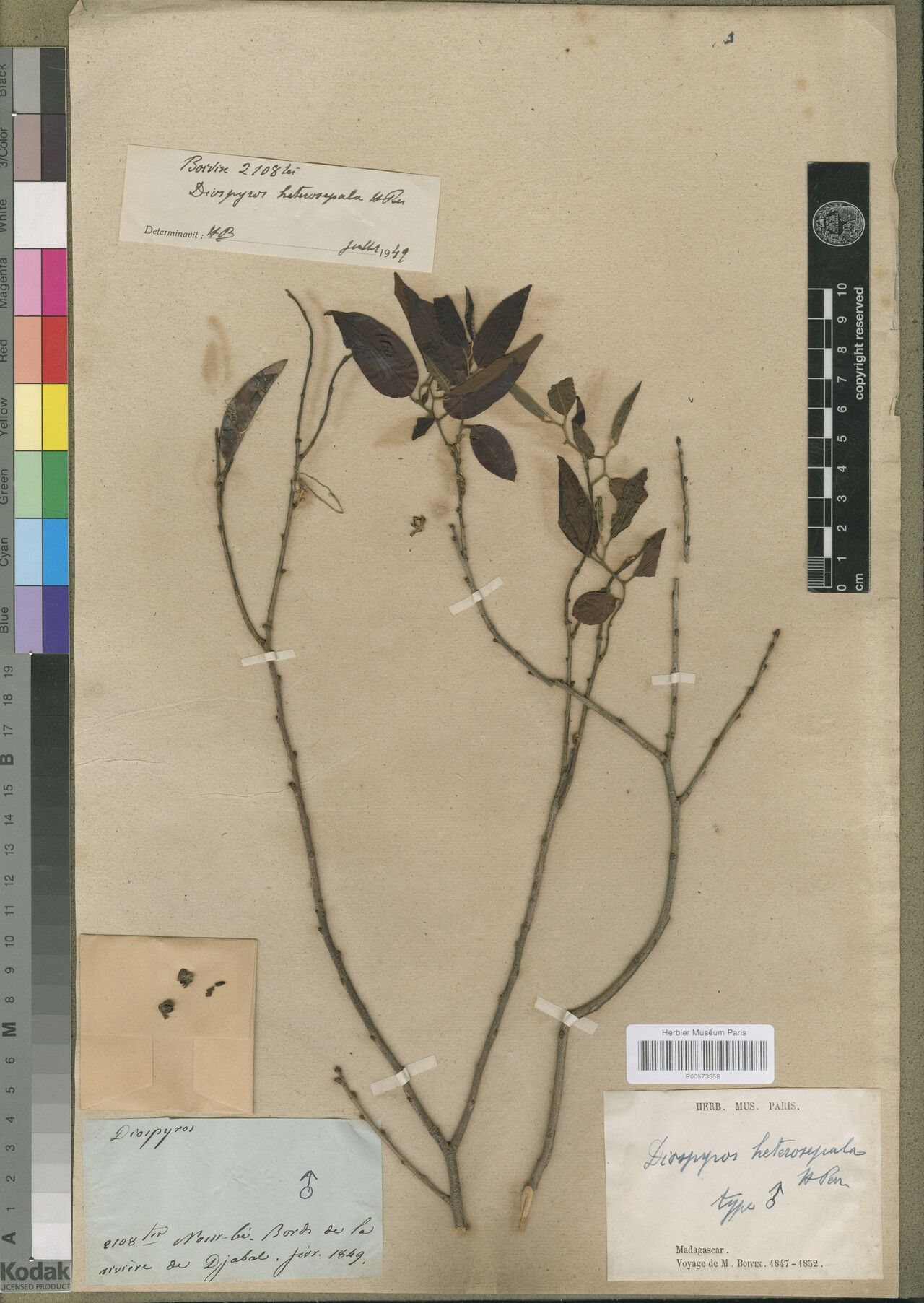 Diospyros heterosepala — houseplant care guide